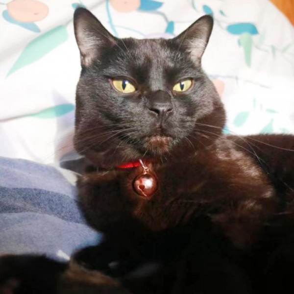 YIDE 4 Pack Cat & Dog Copper Bells - Pet Tracker Training | Pet Collar Accessories | Save Birds & Wildlife(Small)